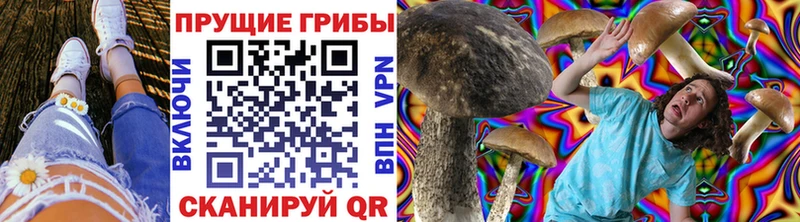 как найти наркотики  кракен вход  Псилоцибиновые грибы Psilocybe  Сураж 